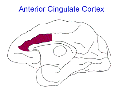 File:Anterior Cingulate Cortex.png