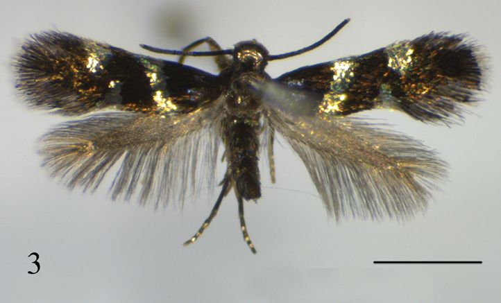 File:Antispila uenoi (10.3897-zookeys.744.22421) Figures 1–8 (cropped).jpg