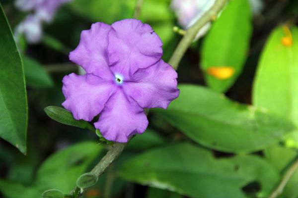 File:Brunfelsia latifolia (9)21.jpg