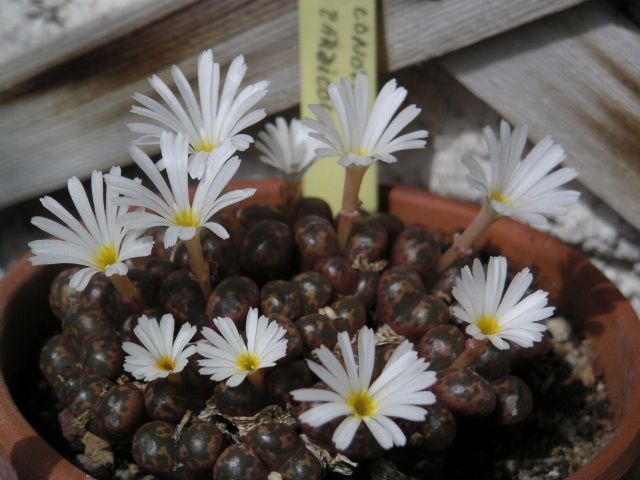 File:Conophytum pardicolor.jpg