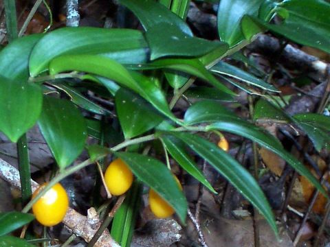 File:Drymophila moorei Mt Banda Banda fruit.jpg