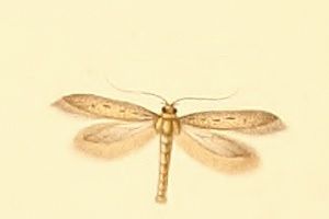 File:Epidola barcinonella.jpg