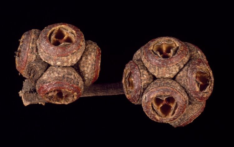 File:Eucalyptus camfieldii fruit.jpg