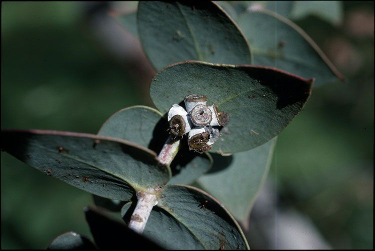 File:Eucalyptus sturgissiana fruit.jpg