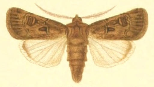 File:Euxoa crassa.png