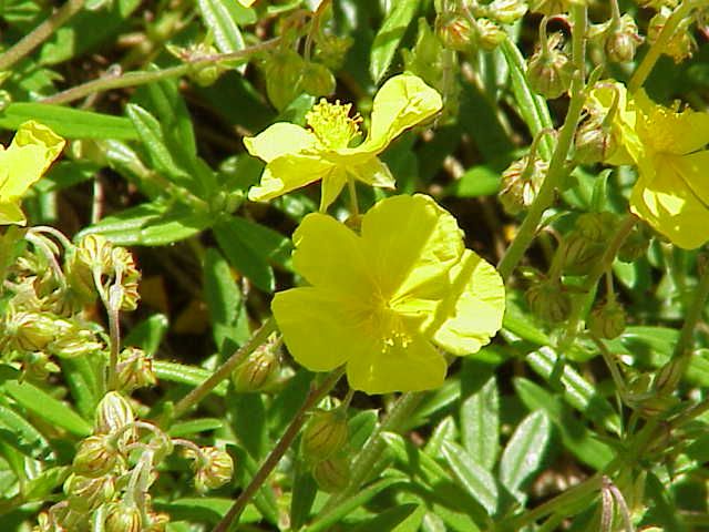 File:Helianthemum nummularifolium0.jpg