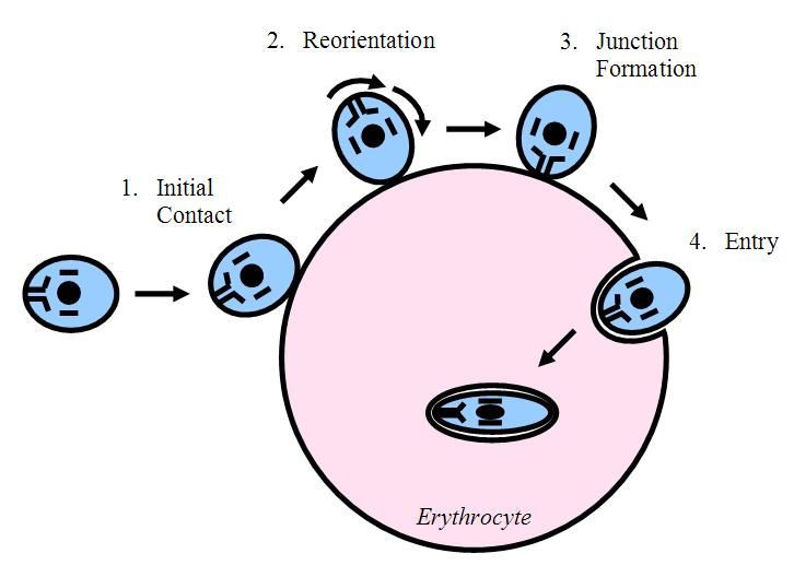 File:Malaria Enters Erythrocyte.JPG