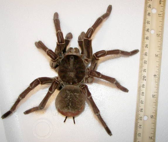 File:Male goliath birdeater 111508 013.jpg