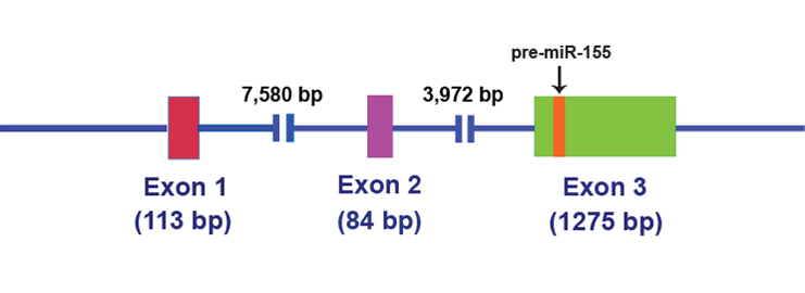 File:Mir155 gene.png