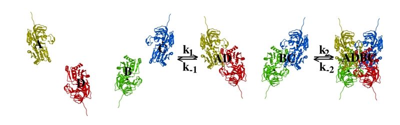 File:Monomer Dimer Tetramer SDH.jpg