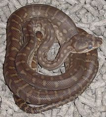 File:Morelia bredli.jpg