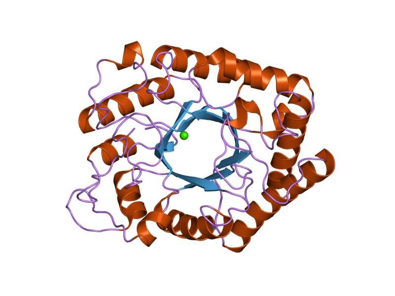 File:PDB 1fob EBI.jpg