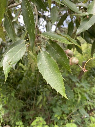 File:Quercus Sartorii.jpg