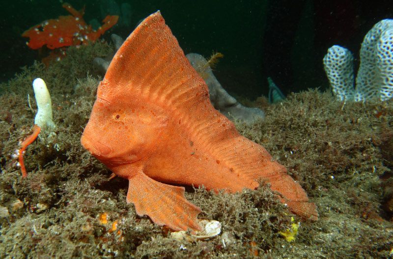 File:Red Indian Fish 2.jpg