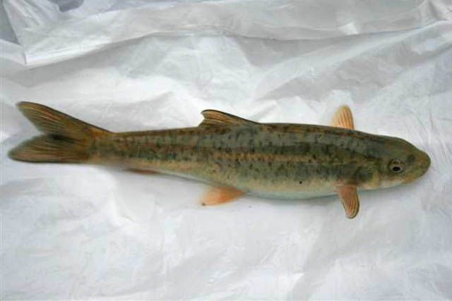 File:Schizothorax macrophthalmus upright.jpg