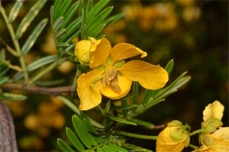 File:Senna aciphylla.jpg