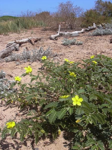 File:Starr 040801 0004 tribulus cistoides.jpg