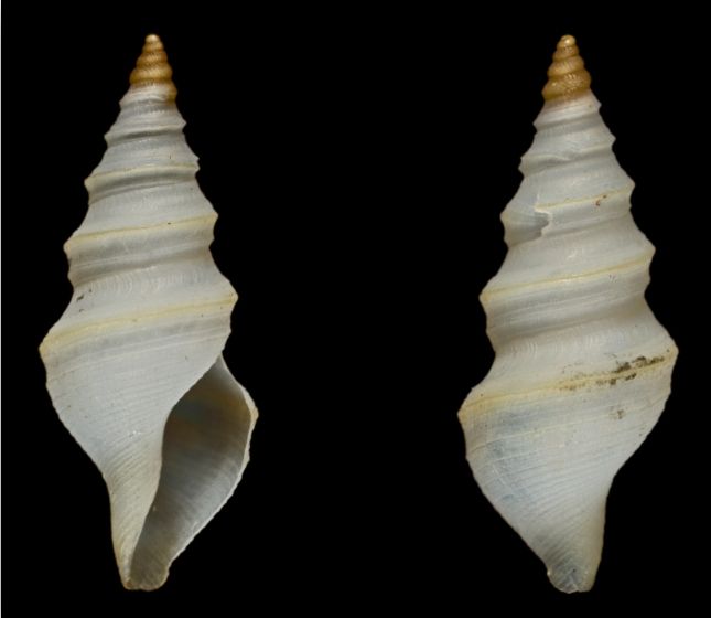 File:Teretia neocaledonica 001.jpg