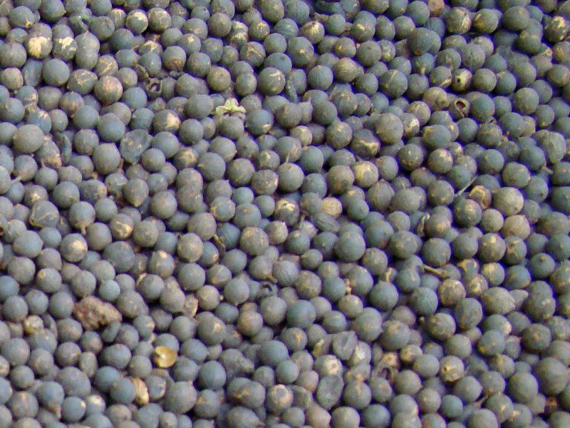 File:Vidanga Seeds.JPG