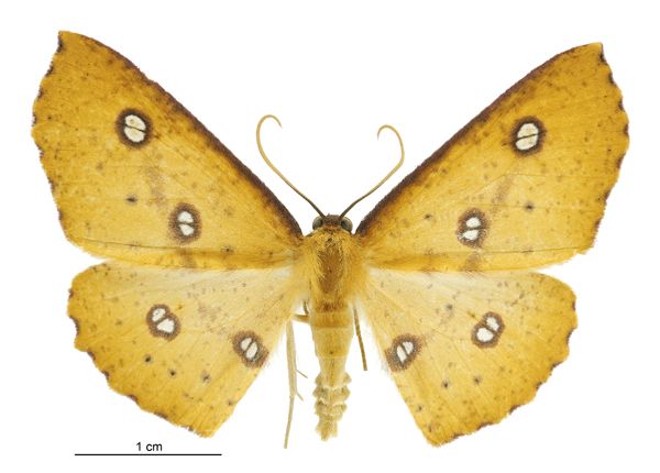 File:Xyridacma alectoraria male.jpg