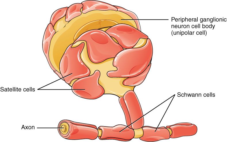 File:1210 Glial Cells of the PNS.jpg