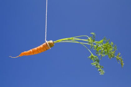 File:A hanging carrot.jpg