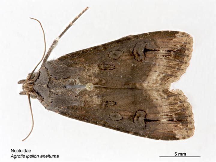 File:Agrotis ipsilon aneituma.jpg