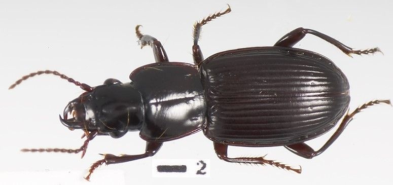 File:Allotriopus serratipes.jpg