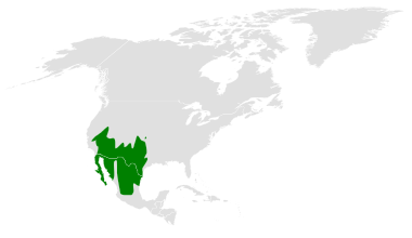 File:Auriparus flaviceps distribution map.png