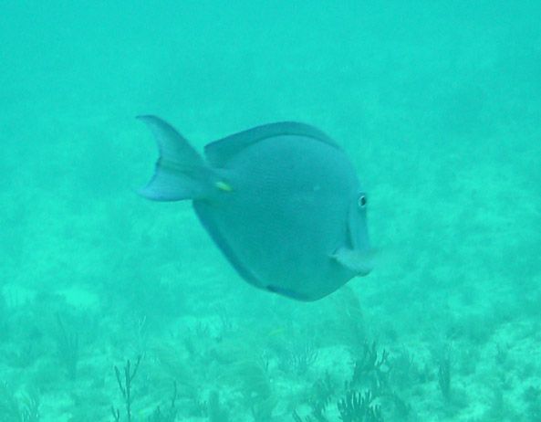 File:Blue Tang Pickles 20080310.jpg