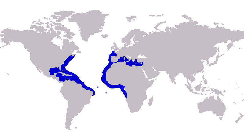 File:Caranx crysos distribution.png