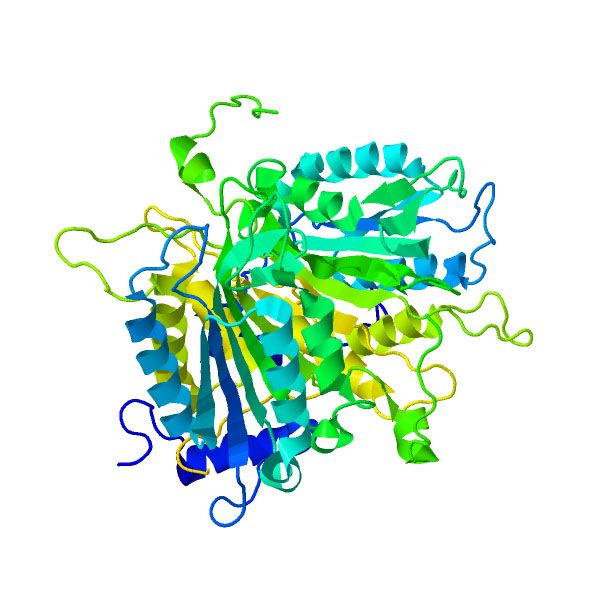 File:Caspase-1 Zymogen.jpg