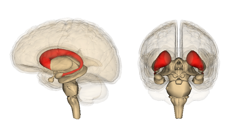 File:Caudate nucleus.png