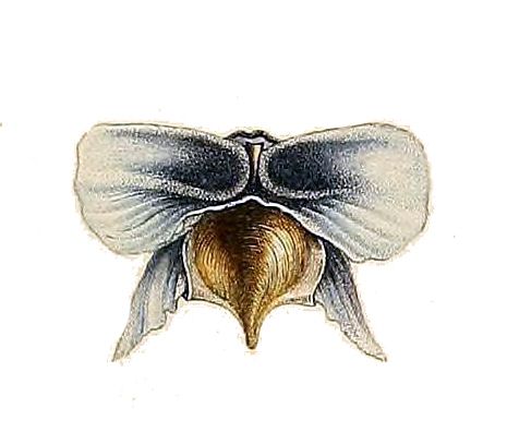 File:Cavolinia tridentata australis.jpg