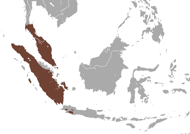 File:Common Treeshrew area.png