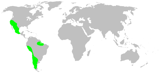 File:Distribution.diguetidae.1.png