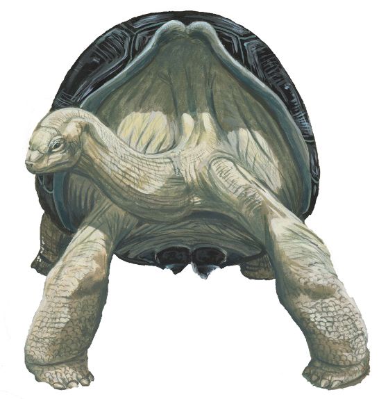 File:Domed Mauritius giant tortoise.jpg