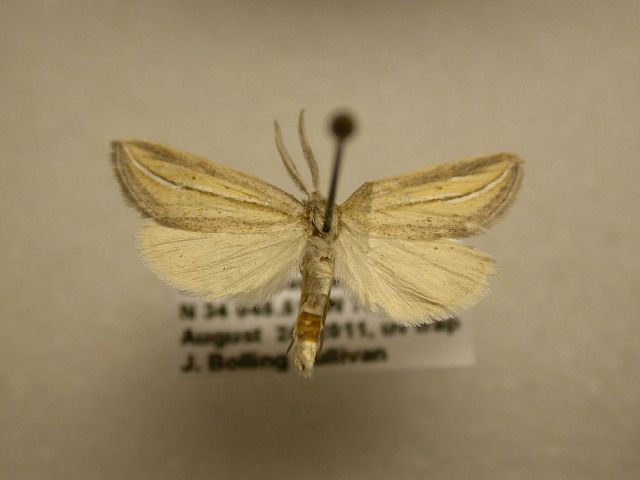 File:Doryodes bistrialis.jpg