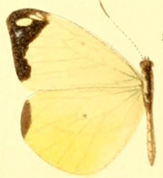 File:Enantia lina psamanthe female.JPG