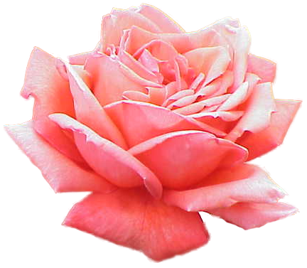 File:Extracted pink rose.png