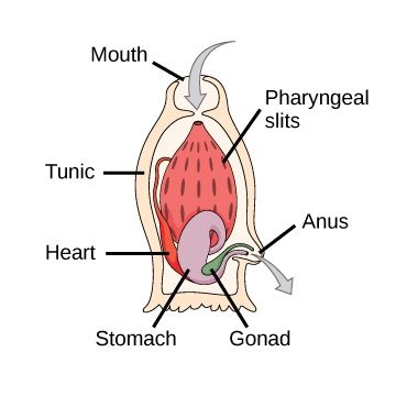 File:Features of a tunicate.jpg