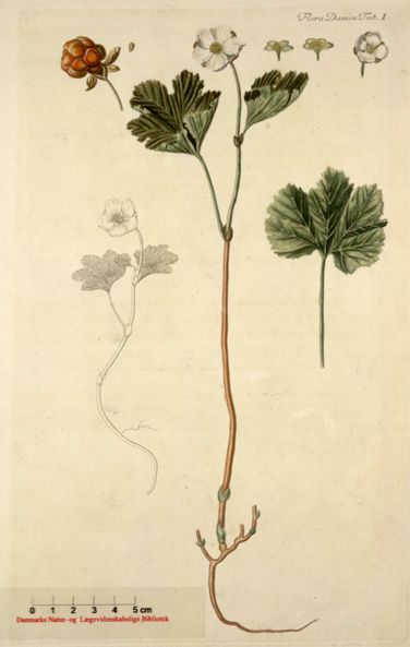 File:Flora-Danica-Rubus-chamaemorus.jpg