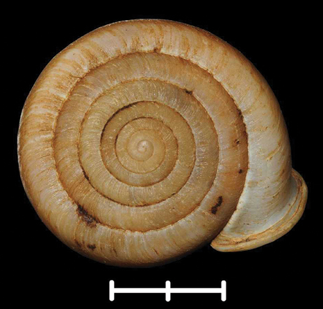 File:Halongella schlumbergeri shell 2.png