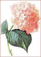 File:Hydrangea redoute.JPG