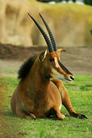 File:Lightmatter Zambian Sable Antelope.jpg