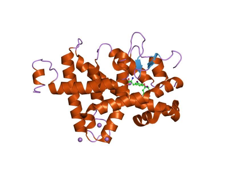 File:PDB 1y0x EBI.jpg