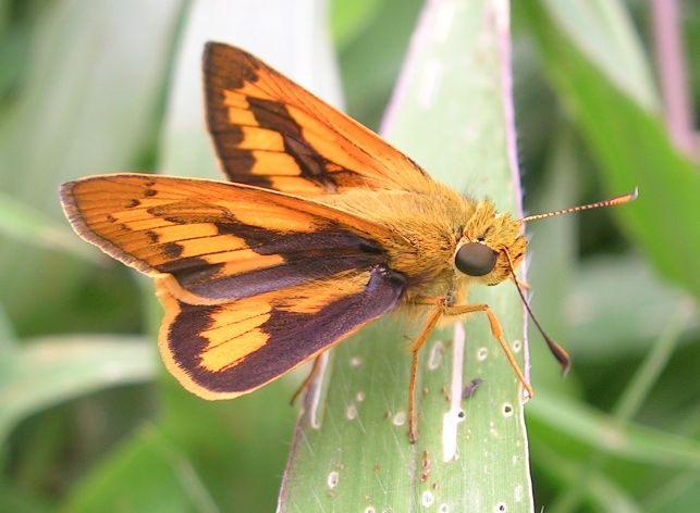 File:Palm dart hebbal.jpg