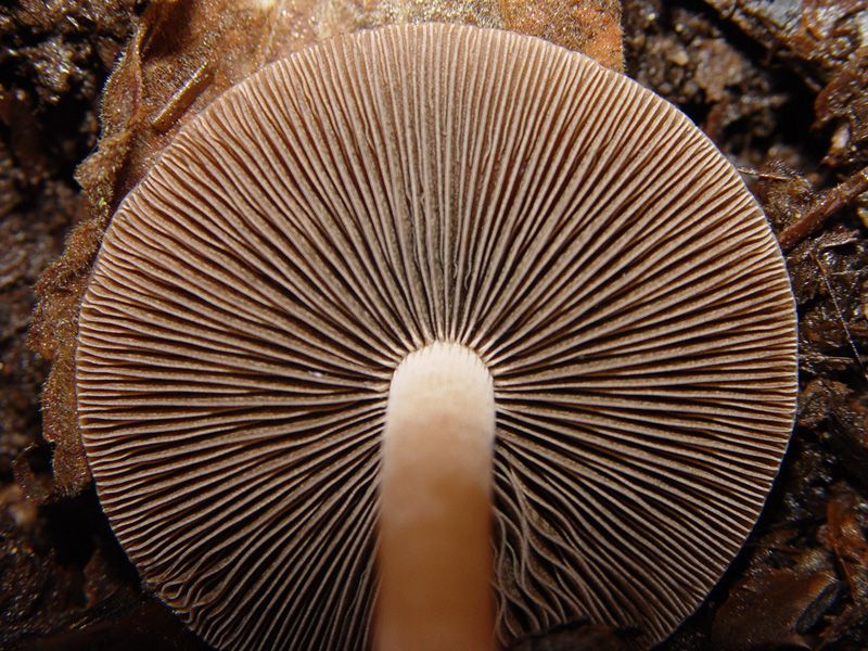 File:Panaeolus.subbalteatus.4.jpg