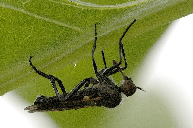 File:Rhamphomyia.crassirostris.jpg