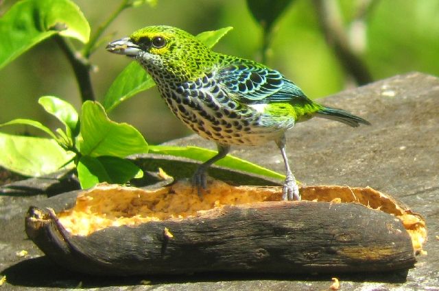 File:Speckled Tanager.jpg